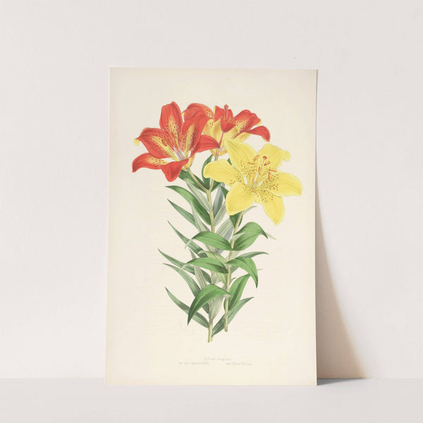 Lilium elegans var incomparabile by Walter Hood Fitch