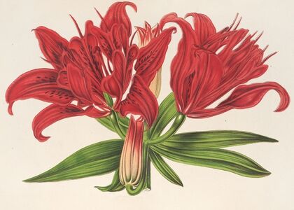 Lilium fulgens Ch. Morr. var. staminosum — size preview