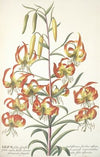 Lilium (1750-1773)
