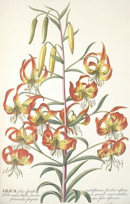 Lilium (1750-1773)