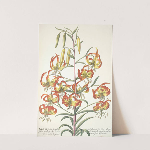 Lilium (1750-1773) by Georg Dionysius Ehret