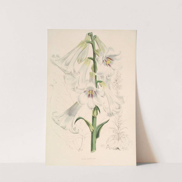 Lilium giganteum by Walter Hood Fitch