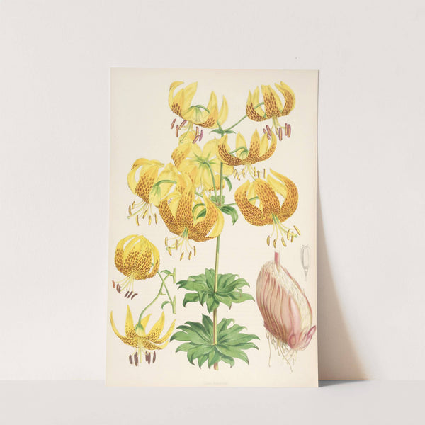 Lilium Humboldti by Walter Hood Fitch