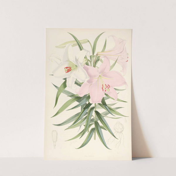 Lilium Japonicum by Walter Hood Fitch