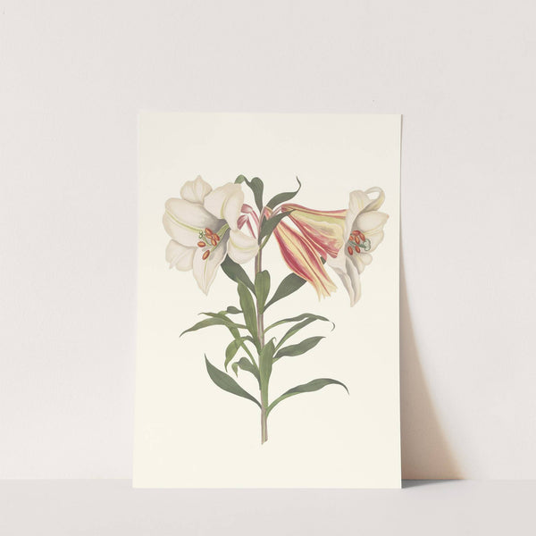 Lilium Japonicum. by Priscilla Susan Bury