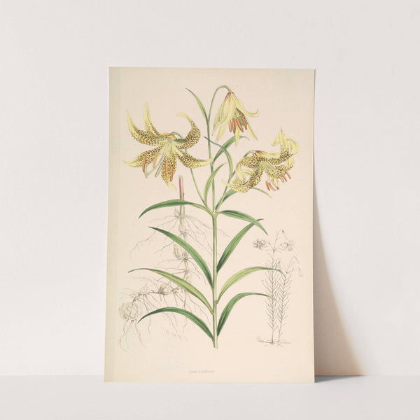 Lilium Leichtlinii by Walter Hood Fitch