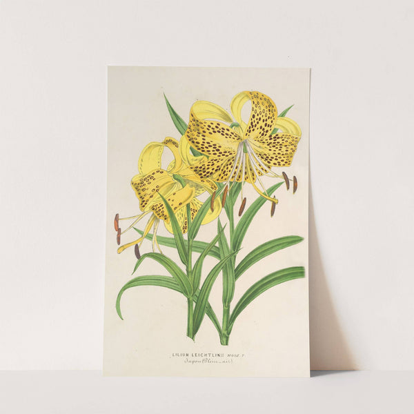 Lilium Leichtlinii by Charles Antoine Lemaire