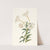 Lilium Longiflorum. by Priscilla Susan Bury