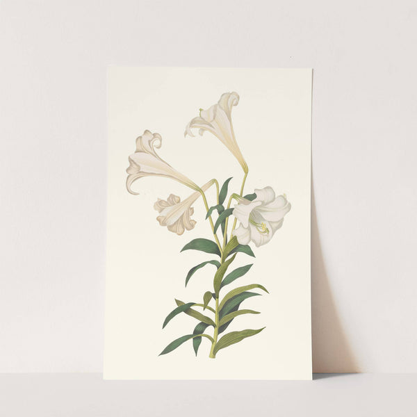 Lilium Longiflorum. by Priscilla Susan Bury