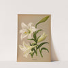 Lilium Longiflurum (1872-1881) by Arentina Hendrica Arendsen