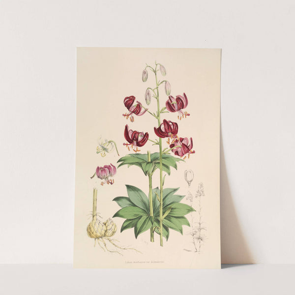 Lilium martagon var dalmaticum by Walter Hood Fitch