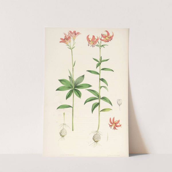 Lilium medeoloides by Walter Hood Fitch