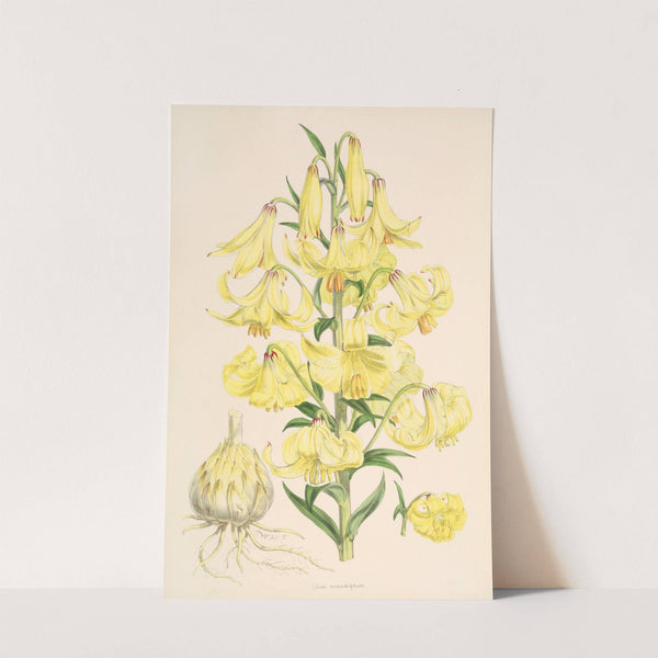 Lilium Monadelphum by Walter Hood Fitch