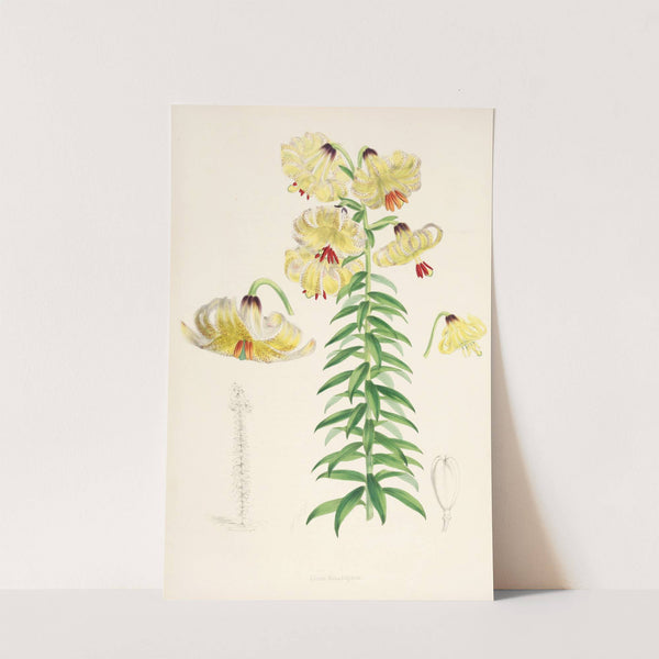 Lilium Monadelphum. by Walter Hood Fitch