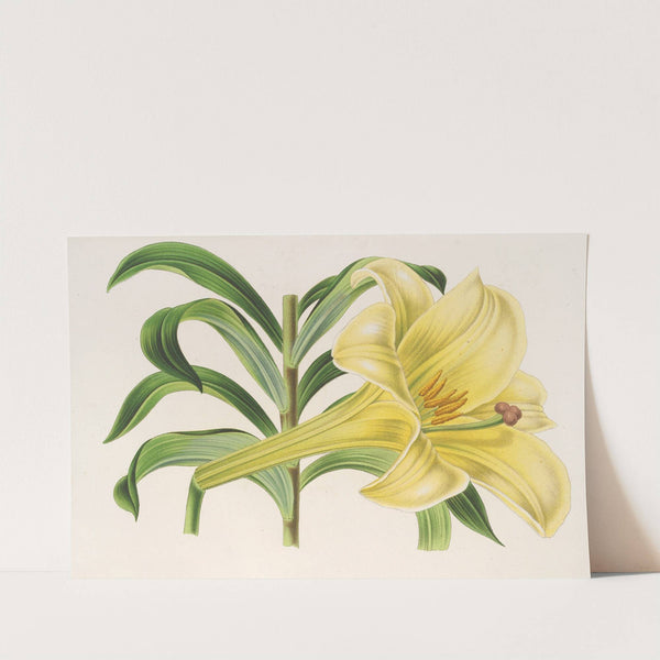 Lilium Neilgerricum by Charles Antoine Lemaire