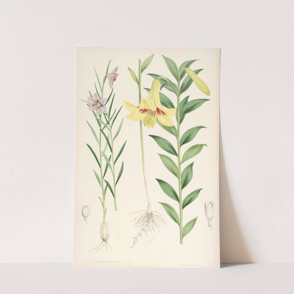 Lilium oxypetalum by Walter Hood Fitch