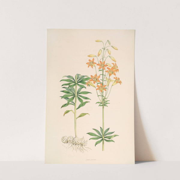 Lilium parvum by Walter Hood Fitch