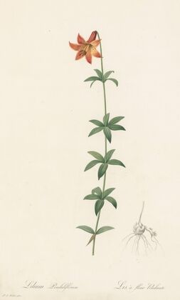 Lilium penduliflorum (1802-1816)