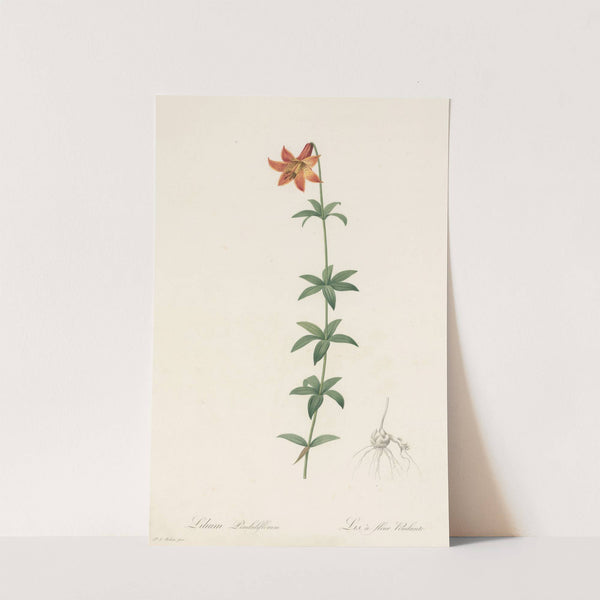 Lilium penduliflorum (1802-1816) by Pierre Joseph Redouté