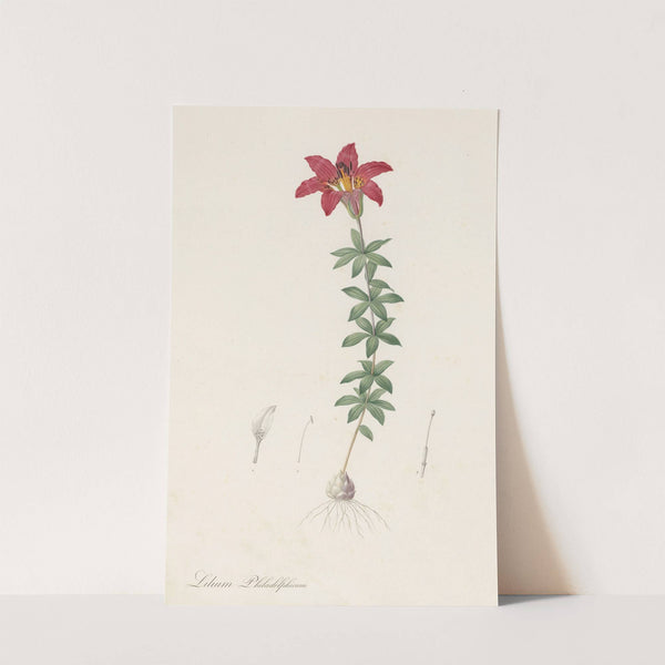 Lilium philadelphicum (1802-1816) by Pierre Joseph Redouté