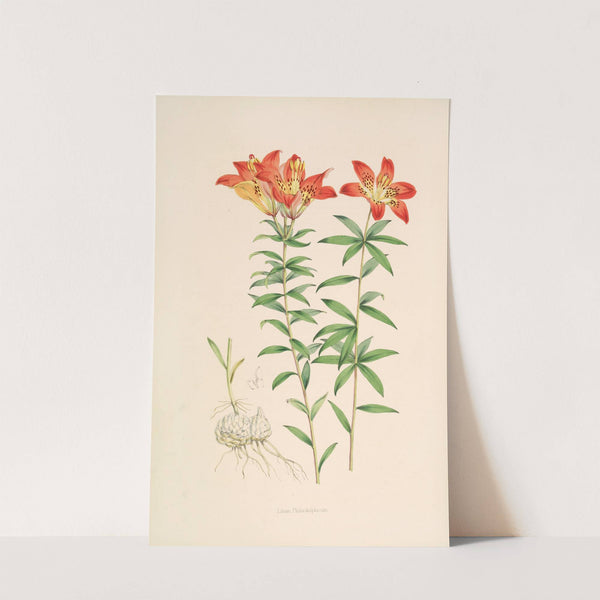 Lilium Philadelphicum by Walter Hood Fitch