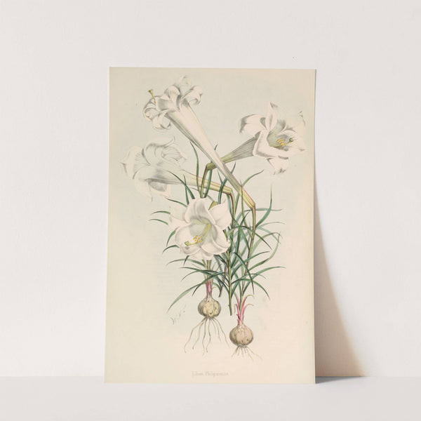 Lilium Philipinense by Walter Hood Fitch