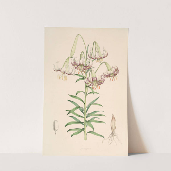 Lilium Polyphyllum by Walter Hood Fitch