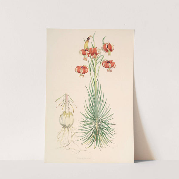 Lilium Pomponium by Walter Hood Fitch