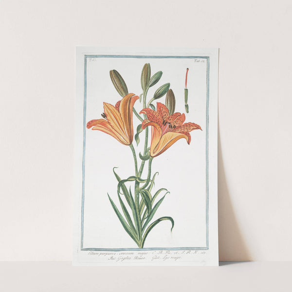 Lilium purpureo, croceum majus - Giglio Rosso - Lys rouge. (Orange lily) by Giorgio Bonelli