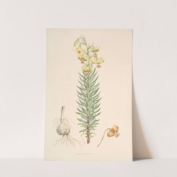 Lilium Pyrenaicum by Walter Hood Fitch