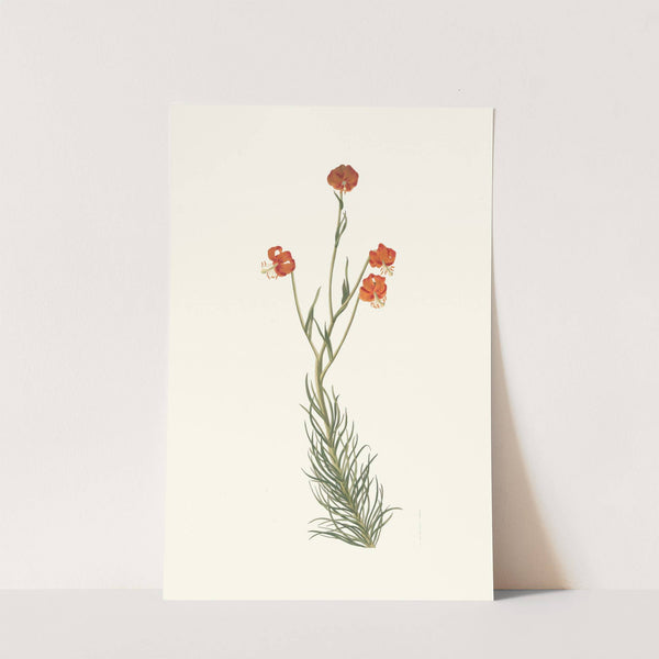 Lilium Pyrenaicum by Priscilla Susan Bury