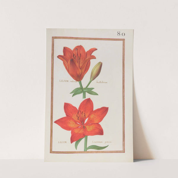 Lilium rubrum bulbiferum ; lilium cruentum praecox (1624) by Daniel Rabel