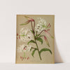 Lilium Speciosum Album ( Lancifolium Album) (1872-1881) by Arentina Hendrica Arendsen