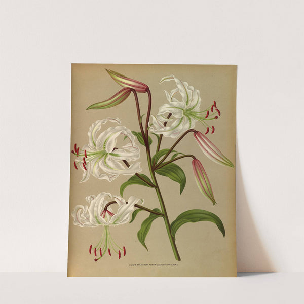 Lilium Speciosum Album ( Lancifolium Album) (1872-1881) by Arentina Hendrica Arendsen