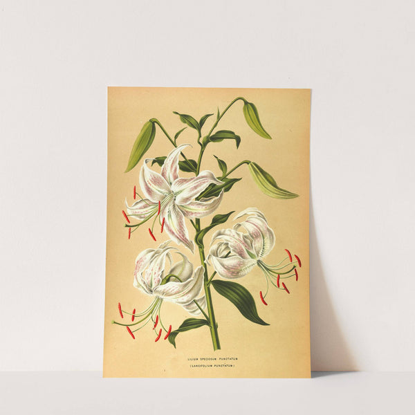 Lilium Speciosum Punctatum (1872-1881) by Arentina Hendrica Arendsen