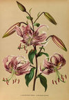 Lilium Speciosum Rubrum (1872-1881)