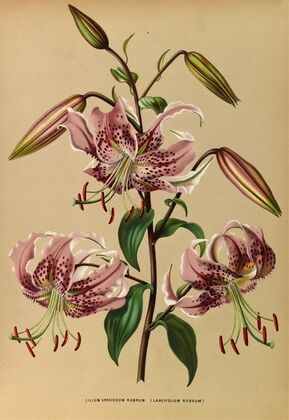 Lilium Speciosum Rubrum (1872-1881)