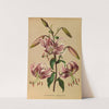 Lilium Speciosum Rubrum (1872-1881) by Arentina Hendrica Arendsen