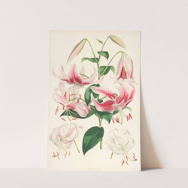 Lilium speciosum by Walter Hood Fitch