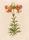 Lilium superbum (1818-1824)