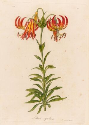 Lilium superbum (1818-1824)
