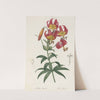 Lilium superbum (1802-1816) by Pierre Joseph Redouté