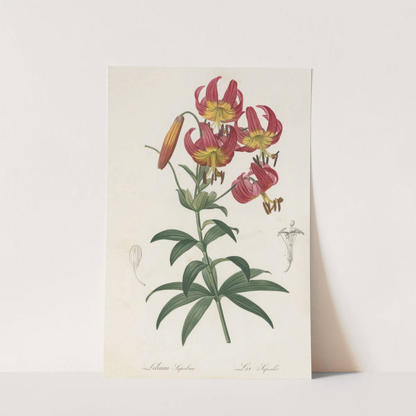 Lilium superbum (1802-1816) by Pierre Joseph Redouté