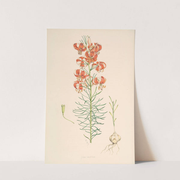 Lilium Tenuifolium by Walter Hood Fitch