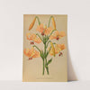 Lilium Testaceum (1872-1881) by Arentina Hendrica Arendsen