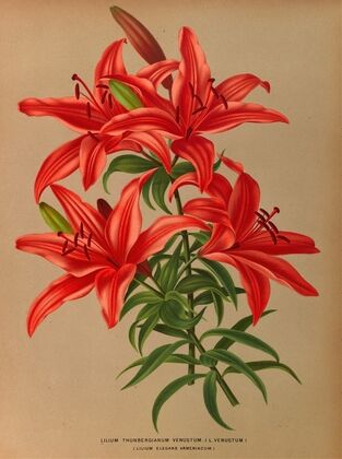 Lilium Thunbergianum Venustum . ( L Venustum ) (1872-1881)