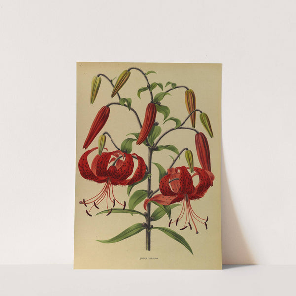 Lilium Tigrinum (1872-1881) by Arentina Hendrica Arendsen