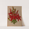 Lilium Umbellatum Incomparabile . (1872-1881) by Arentina Hendrica Arendsen