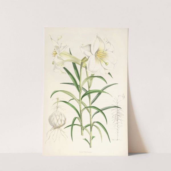 Lilium Wallichianum by Walter Hood Fitch