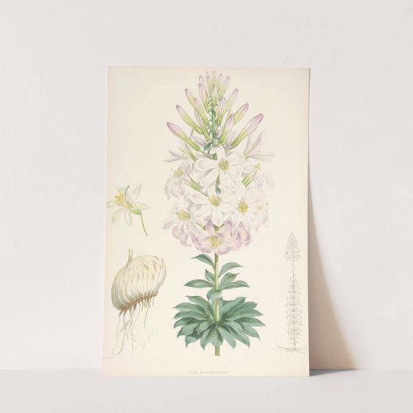 Lilium Washingtonianum by Walter Hood Fitch